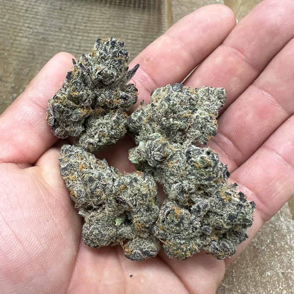 THCa Flower | Chimera : SATIVA (31%)