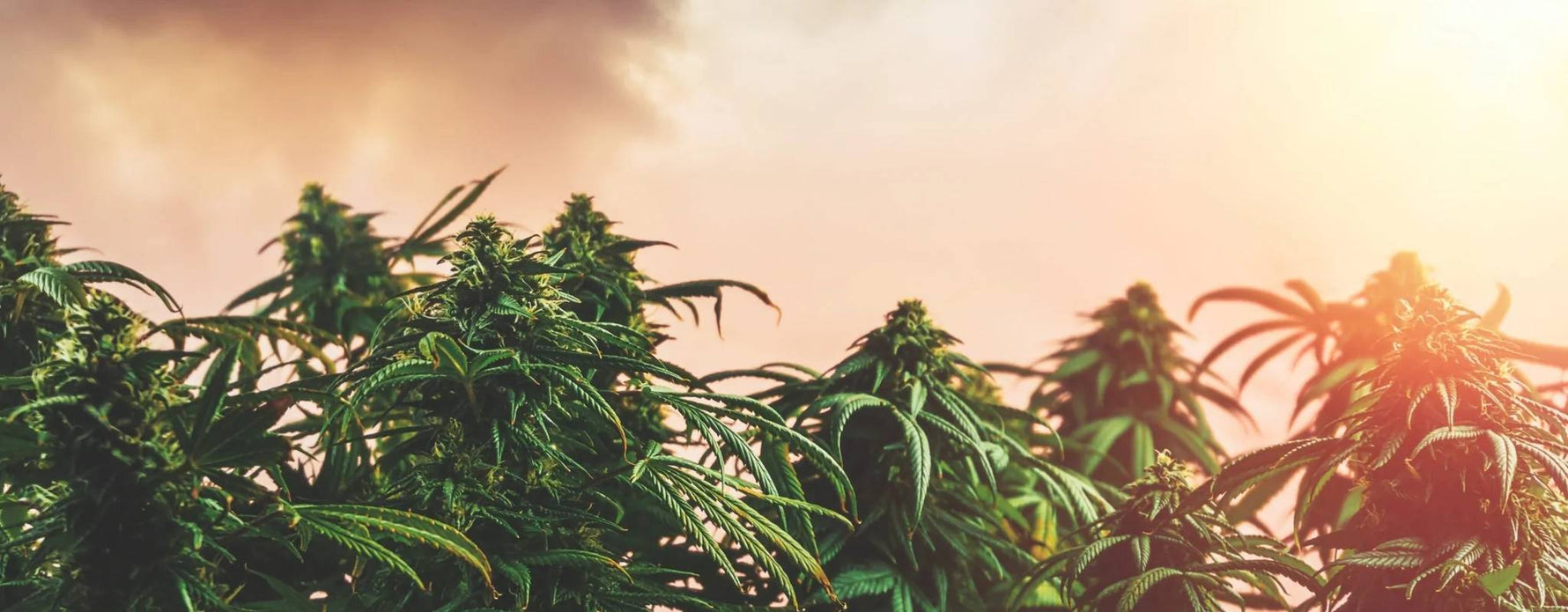 Katy Dispensary Same Day Delivery Katy Cannabis Club