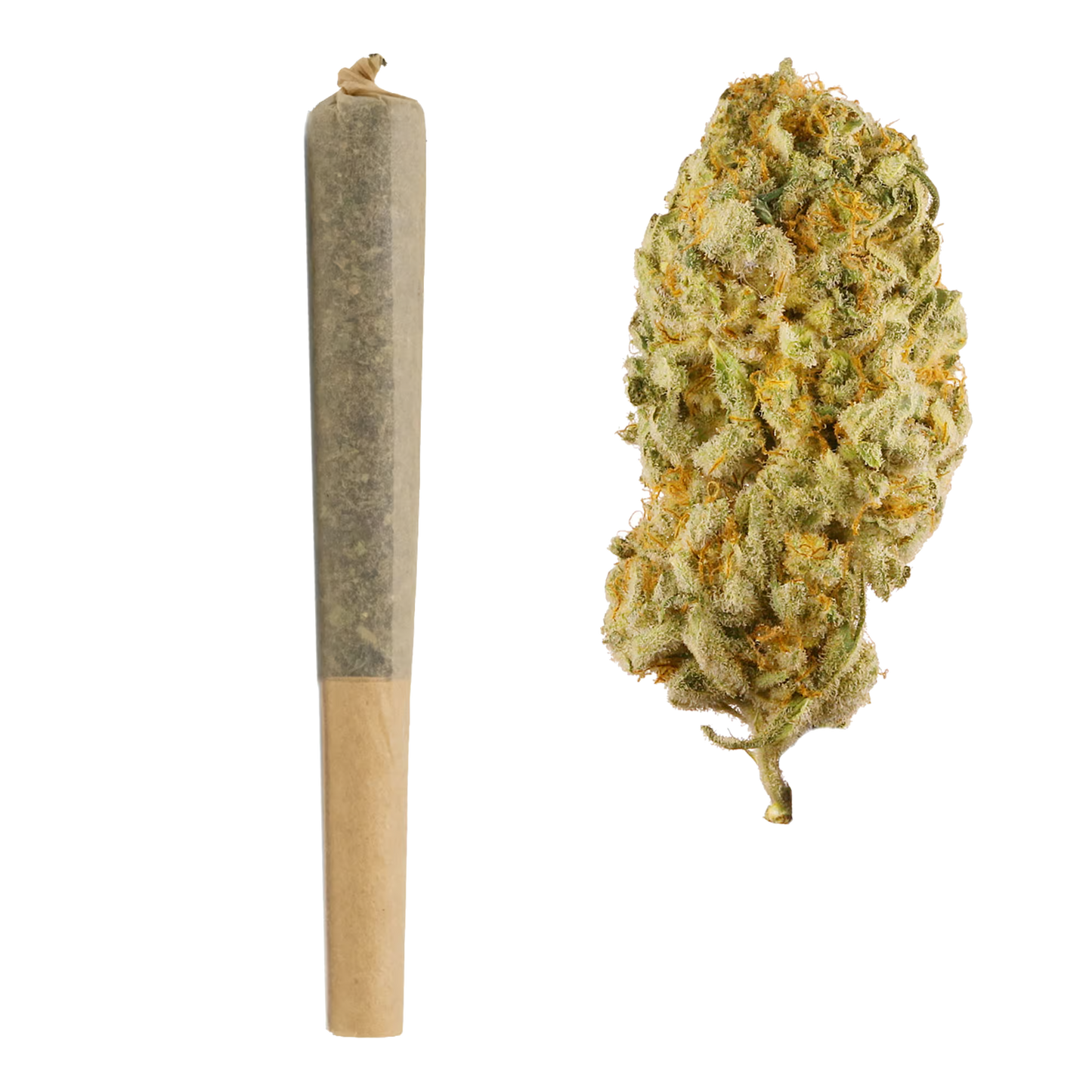 1G THCa Pre Rolls | Jack Herer : SATIVA (19.31%)